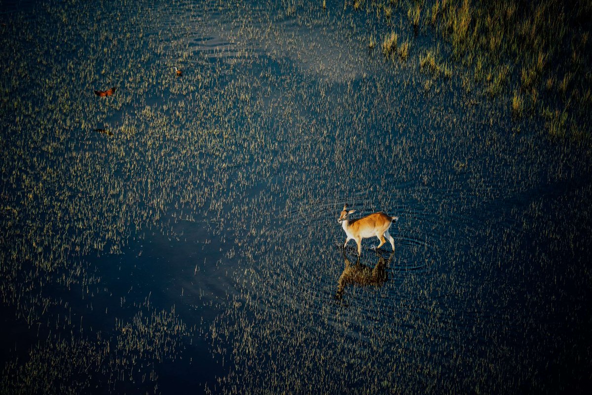 Global Environment Facility (GEF) tweet media