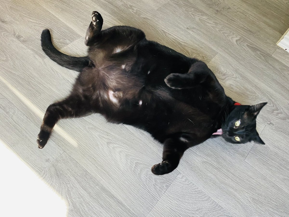 🇺🇸MEGO🇺🇸 tweet media