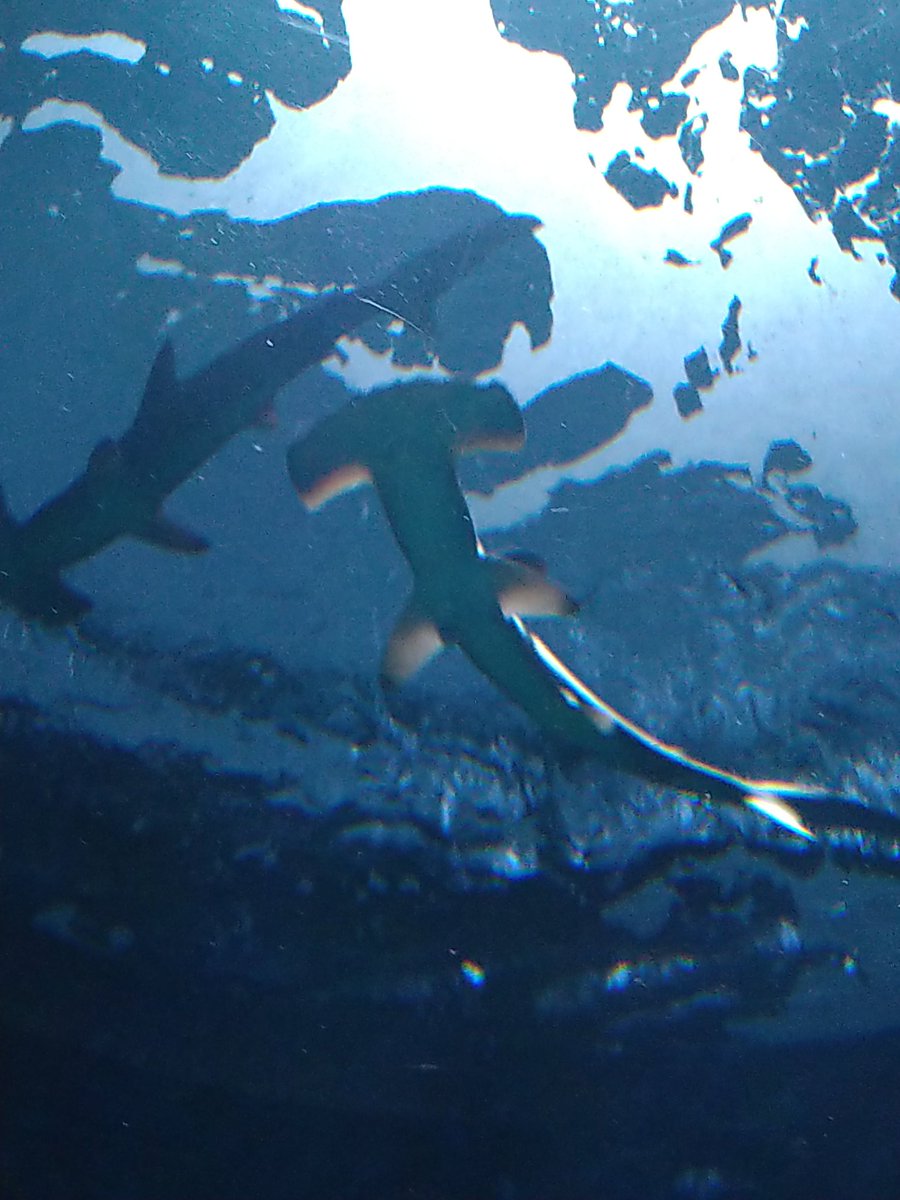 nmb226takeshi7's tweet photo. 【ひとり水族館@香川】

◆週末をまたいだ出張で、宇多津にある「四国水族館」にいきました🐟️

シュモクザメ、イルカショー、コブダイ、イトマキエイなどの海洋生物を眺めると癒されました🐙🐠

#おは戦
#おは戦80405 https://t.co/xLwXSywMGf