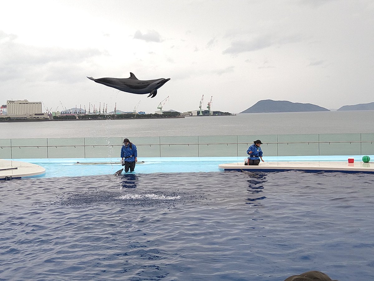 nmb226takeshi7's tweet photo. 【ひとり水族館@香川】

◆週末をまたいだ出張で、宇多津にある「四国水族館」にいきました🐟️

シュモクザメ、イルカショー、コブダイ、イトマキエイなどの海洋生物を眺めると癒されました🐙🐠

#おは戦
#おは戦80405 https://t.co/xLwXSywMGf