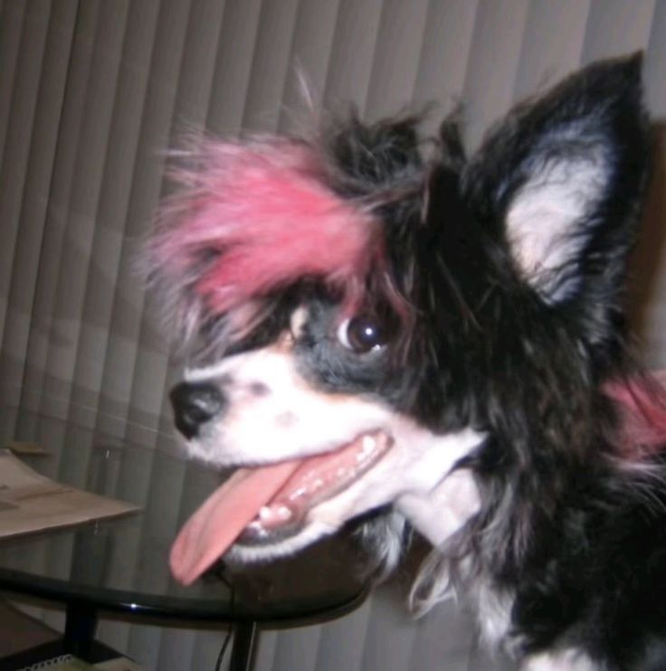 Ame 🥎 🐾 COMMISSIONS CLOSED tweet media