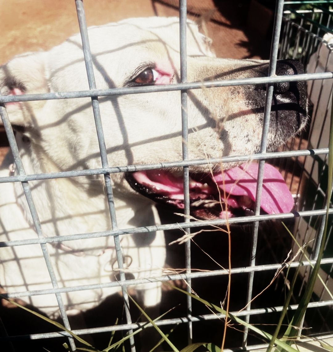 SOS Abuelos tweet media