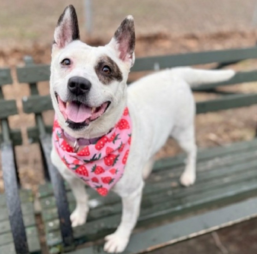 Morgan Fairchild's Dogs tweet media