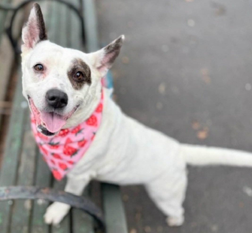 Morgan Fairchild's Dogs tweet media