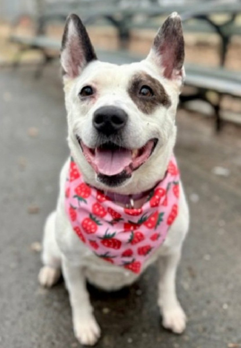 Morgan Fairchild's Dogs tweet media