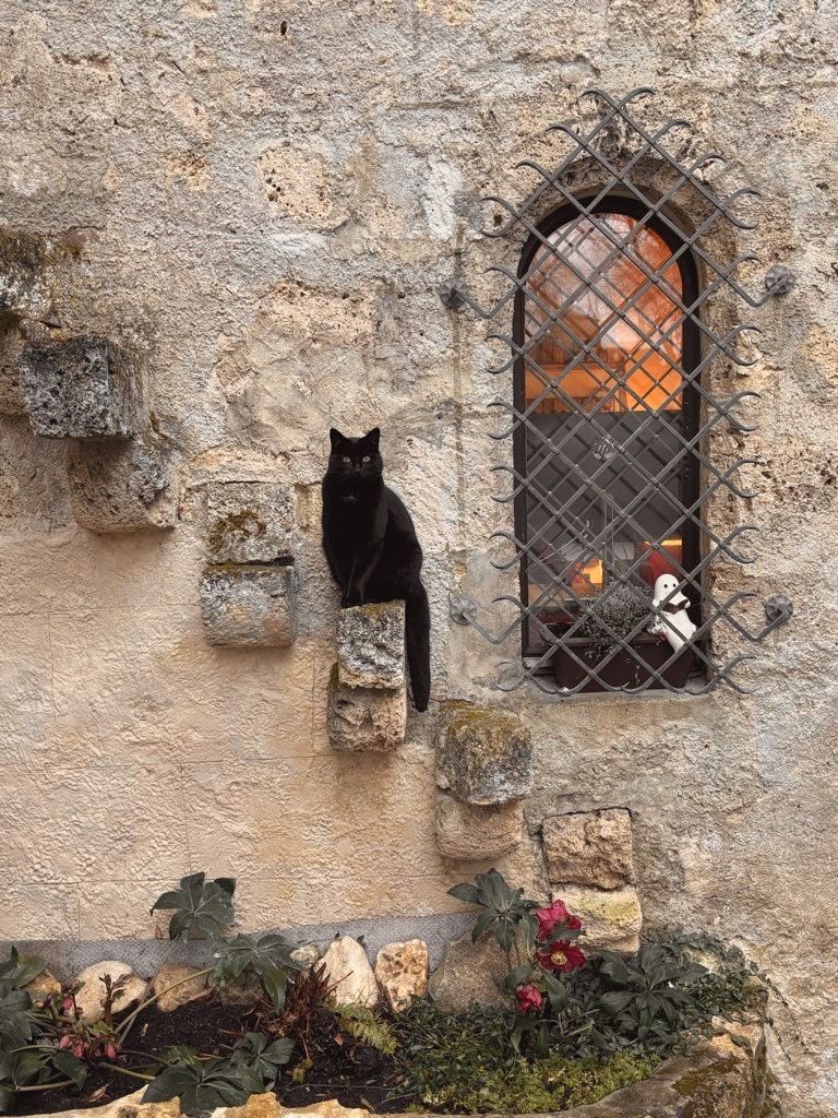 Bluebell Raven tweet media