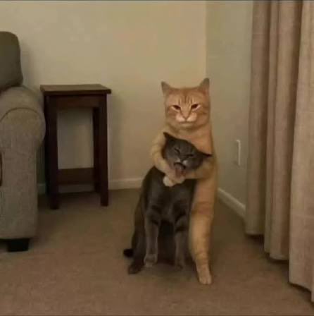 Mai 21🇵🇸 tweet media