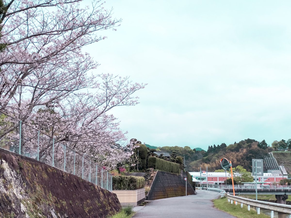 _____ramen_____'s tweet photo. Flowers grow along the road to where all our hopes will go https://t.co/1xS4fA9BCD