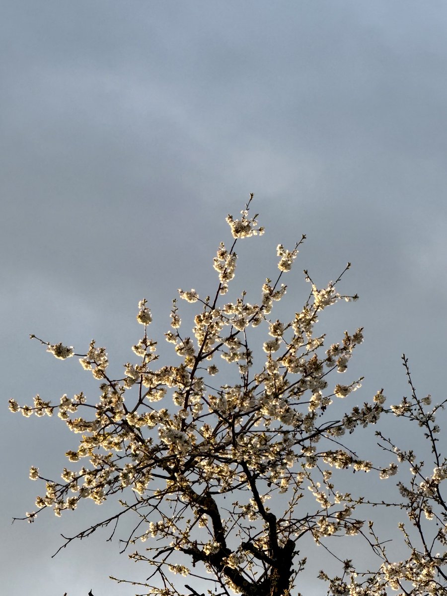 UnsinkbarZwei tweet media