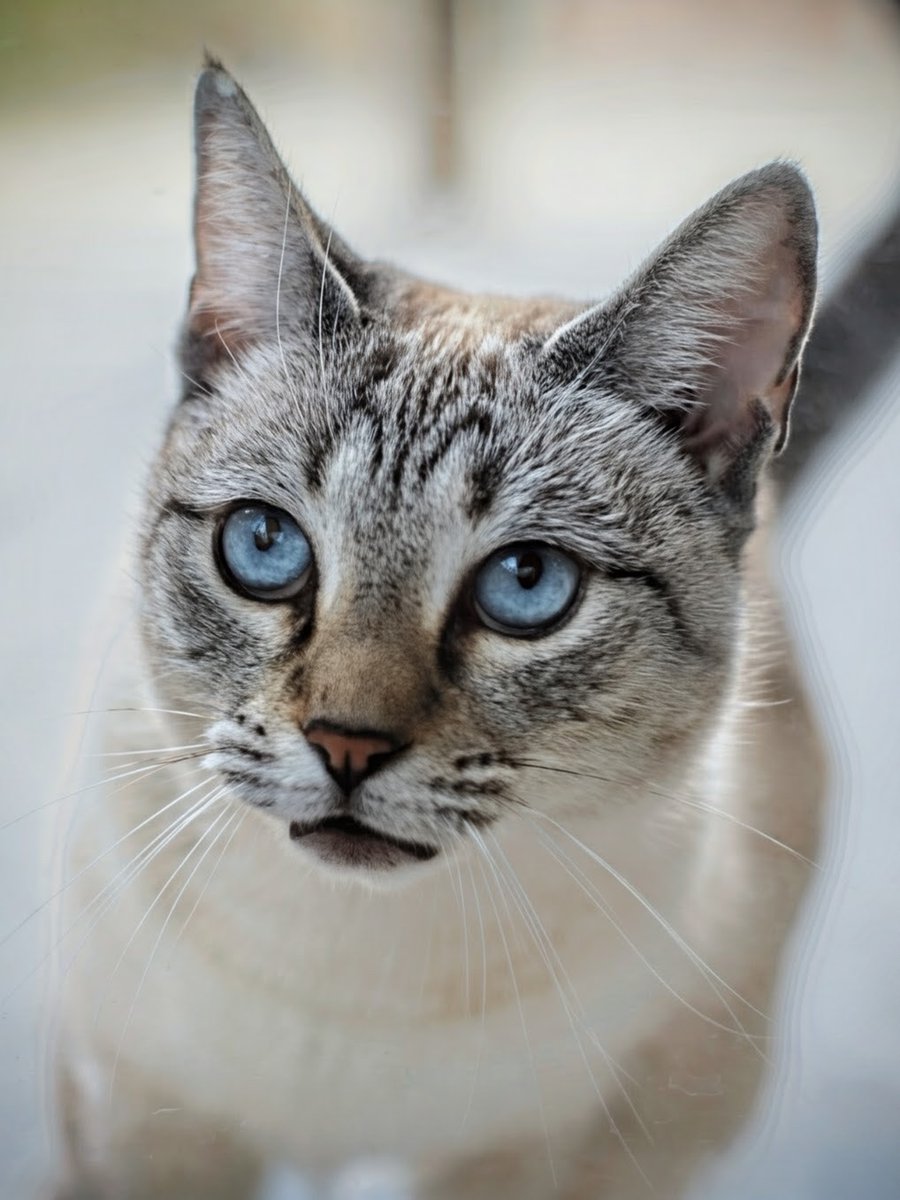 TheRealThelmaJohnson tweet media