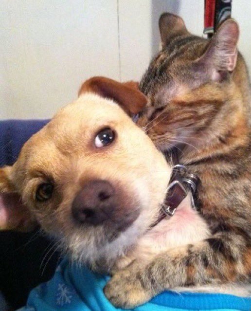 fimmeow รุ่งเรืองสุข (bambi’s mom) tweet media