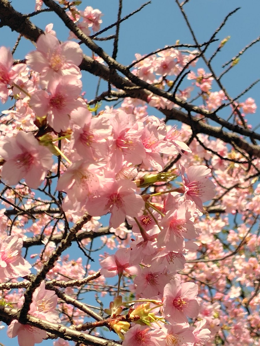 tsuyuri🐇 tweet media