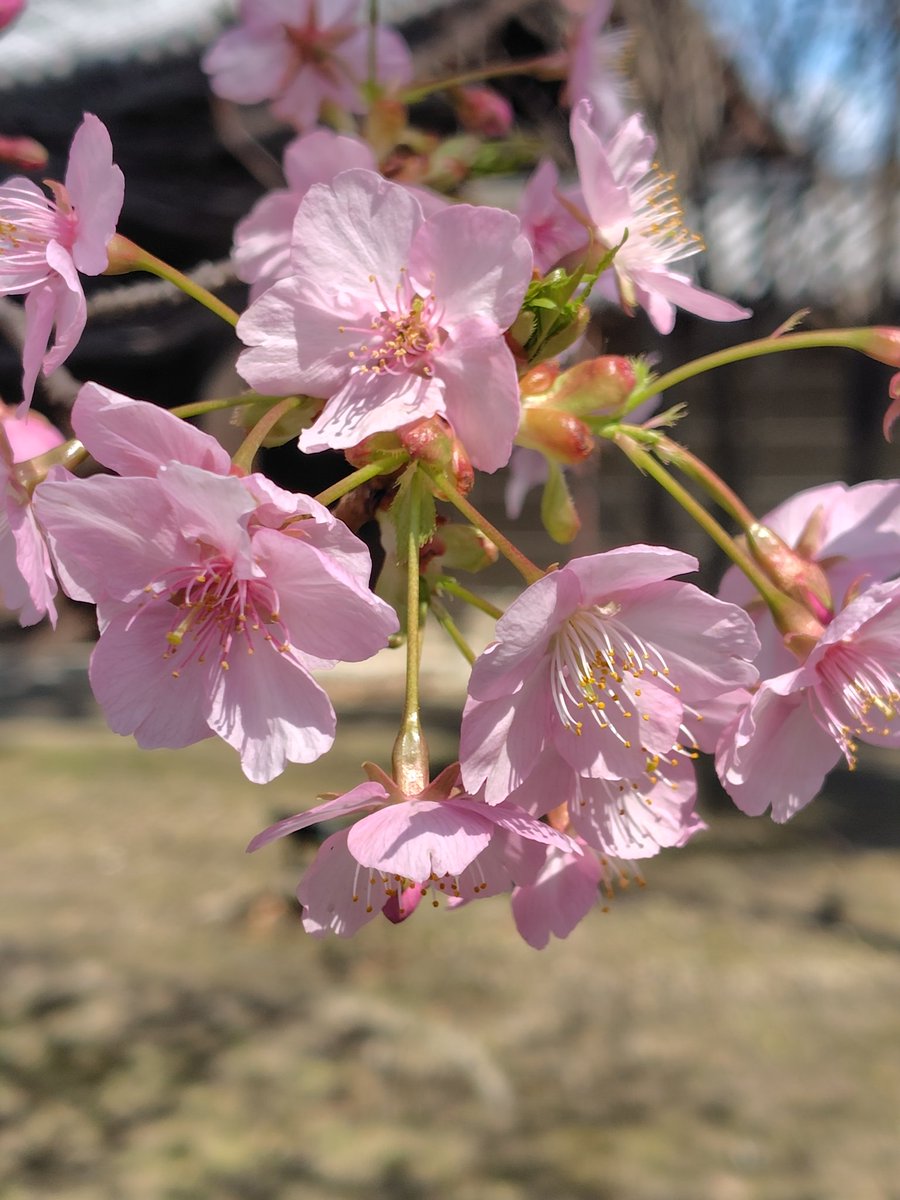 tsuyuri🐇 tweet media