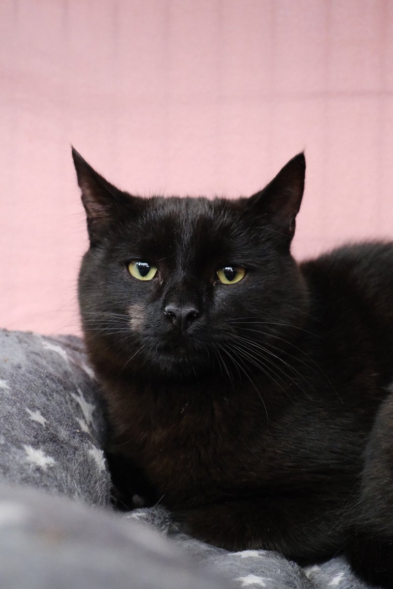 Міністерство котячих справ tweet media