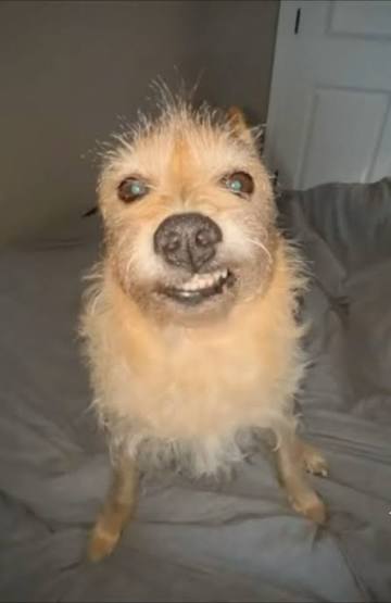 stewpid paus tweet media