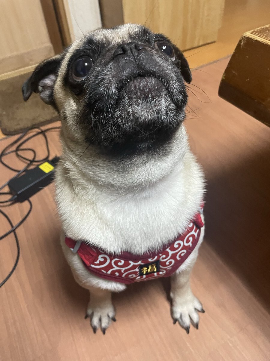 pugmog a.k.a.pokobitch tweet media