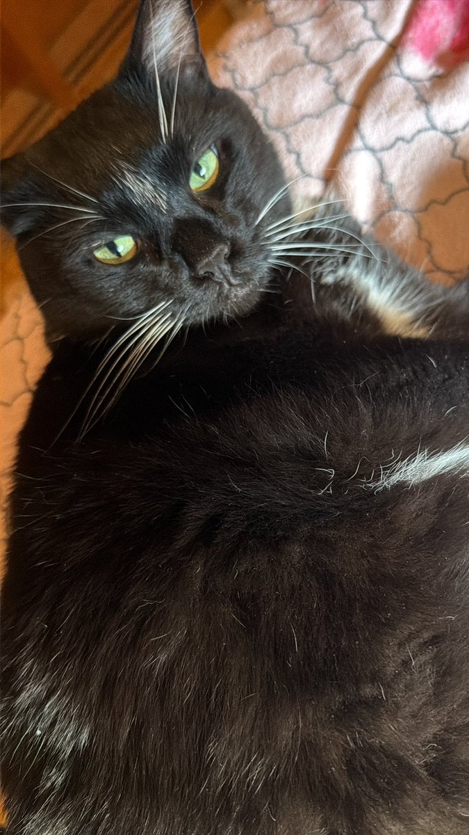 dawn 🌄 tweet media