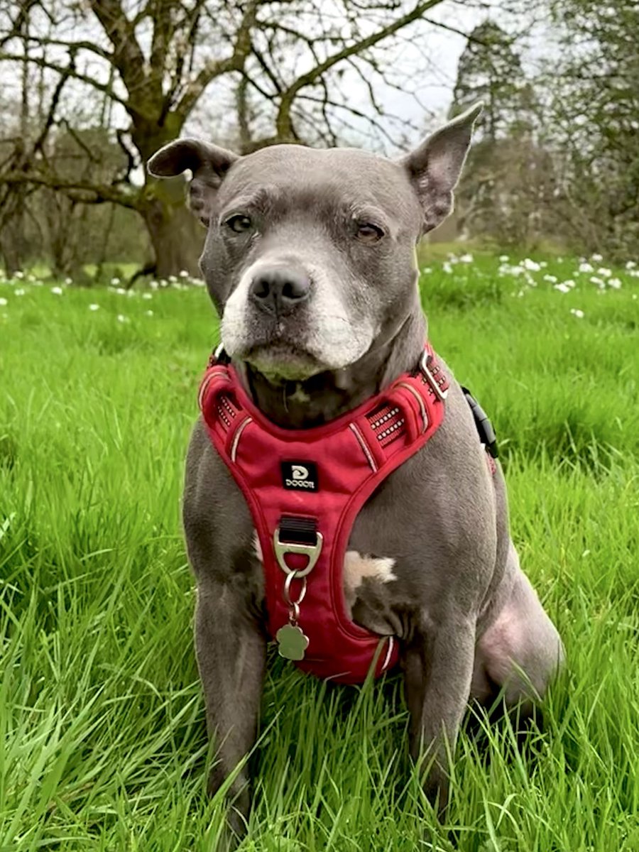 IsaMary2021's tweet image. Mum said ‘Let’s have a rest’, which translates to ‘let me take your photograph’ 📸 ❤️❤️
#IsaMary #CuteDogs #StaffySaturday