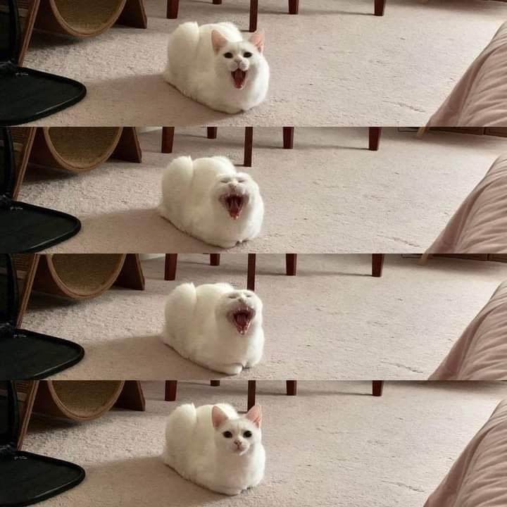 No Cats No Life tweet media