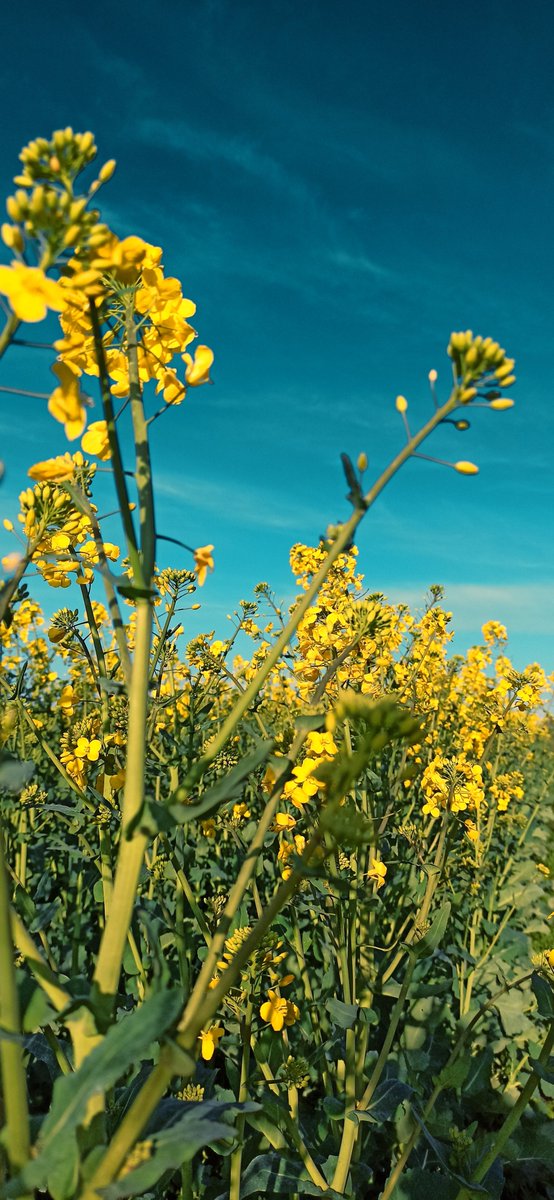 🌸🌼 Spring 🌼🌸