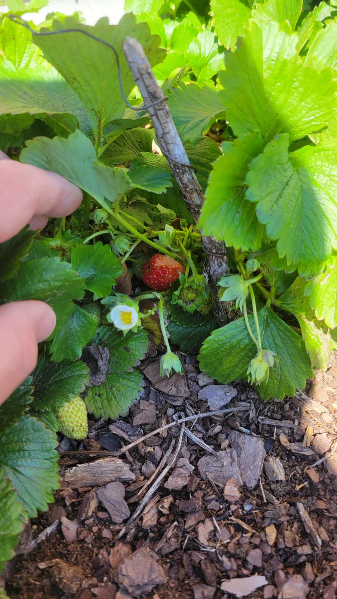 Not Star Wars related but I have found the first ripe strawberry in our garden. My oldest was so happy.