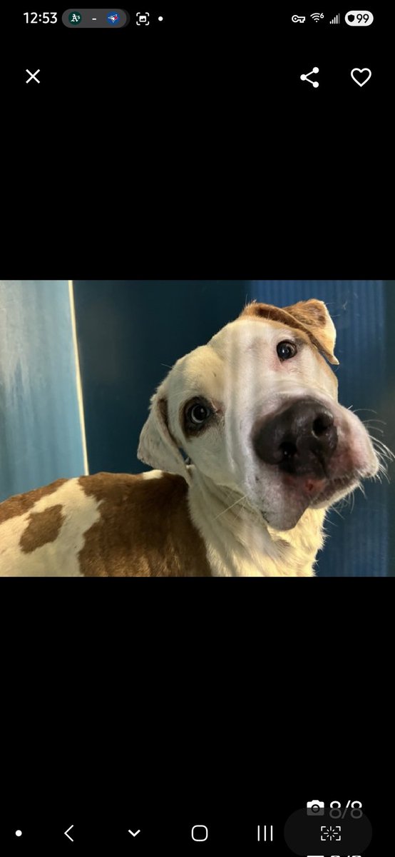 Julie🌻🐾 tweet media