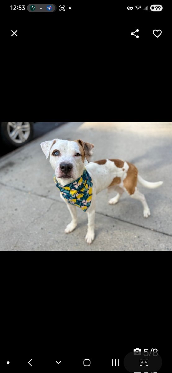 Julie🌻🐾 tweet media