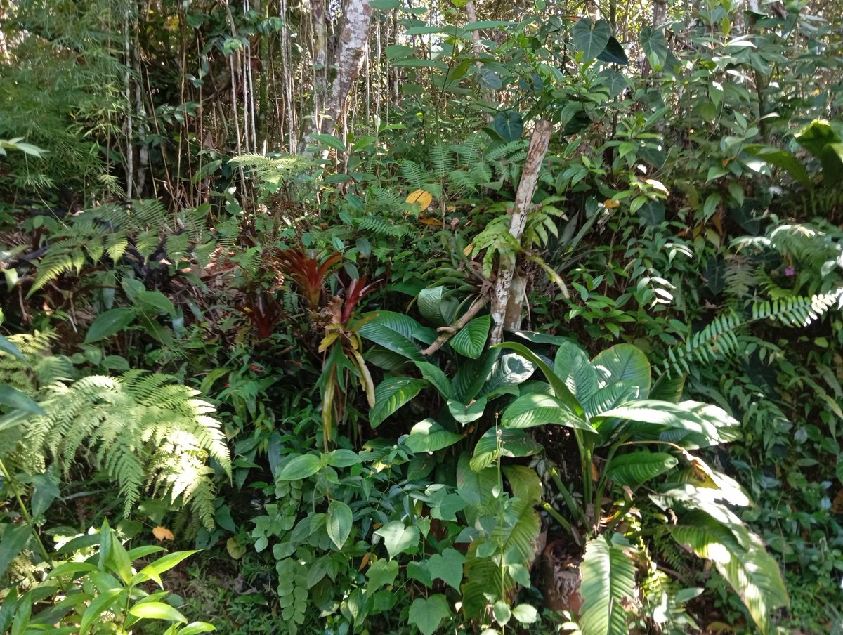 Juancho Sinisterra 🇨🇴 tweet media