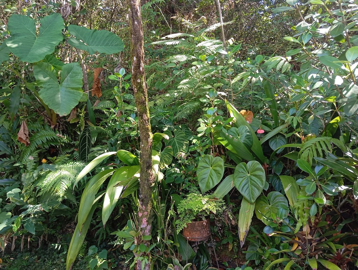 Juancho Sinisterra 🇨🇴 tweet media