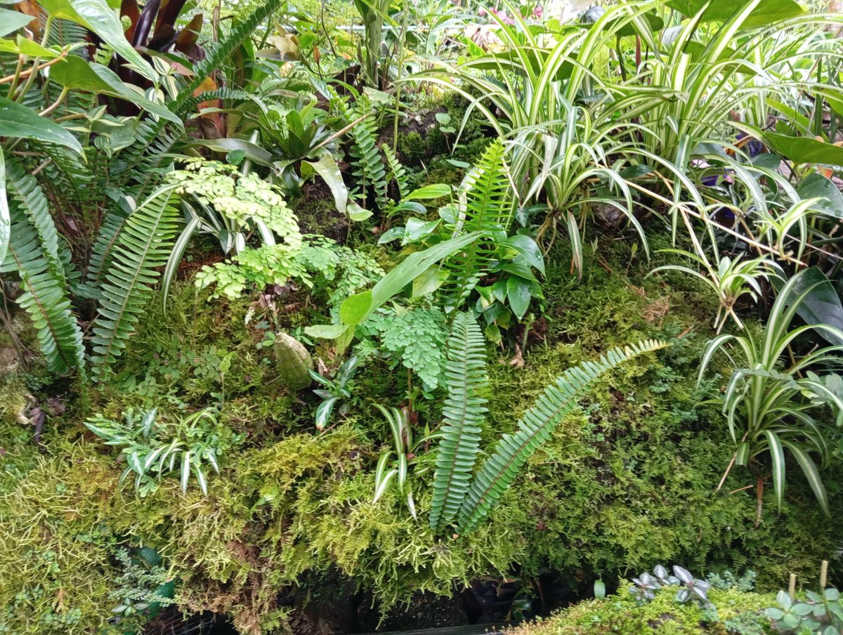 Juancho Sinisterra 🇨🇴 tweet media