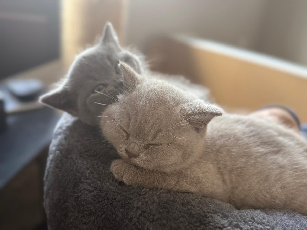 katebinks's tweet photo. Winston and Thea sharing Easter Saturday snuggles #caturday https://t.co/2cHrcgCc4X