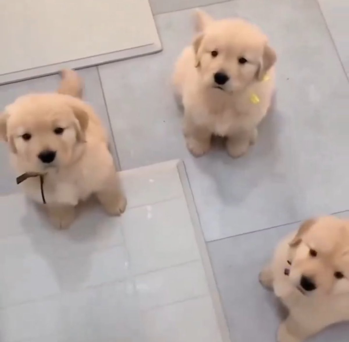 c '• ﻌ •` tweet media