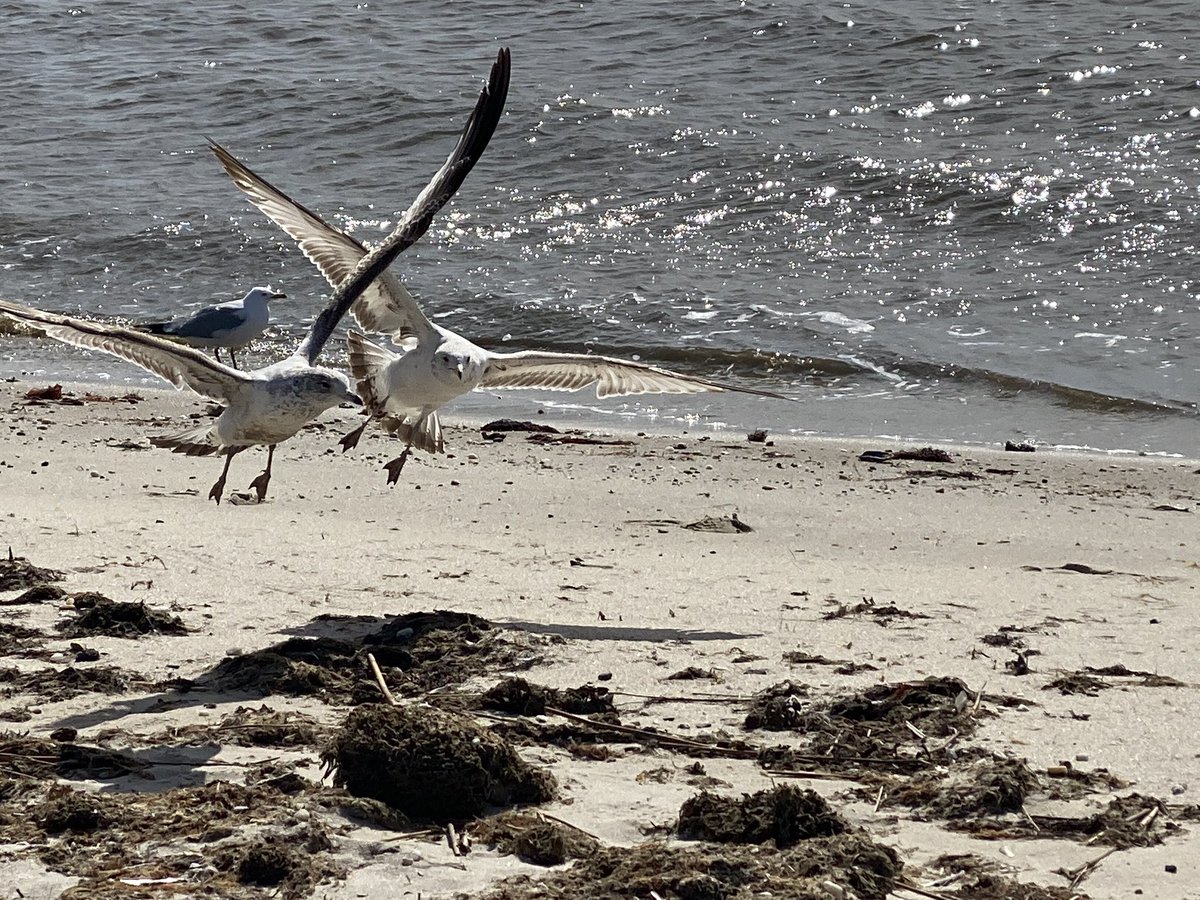 JAM_Creates's tweet photo. @jiro_0026 @theleakymind These are from Long Island, New York. I’ve got plenty more if she likes these https://t.co/LWTJabG58t