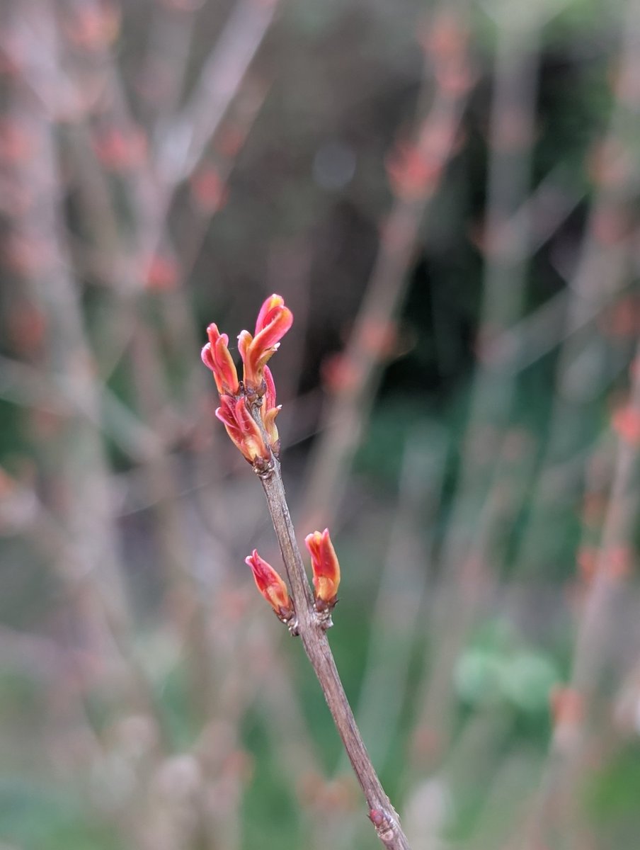 Lewes Urban Arboretum, (Friends of Lewes: Trees) tweet media