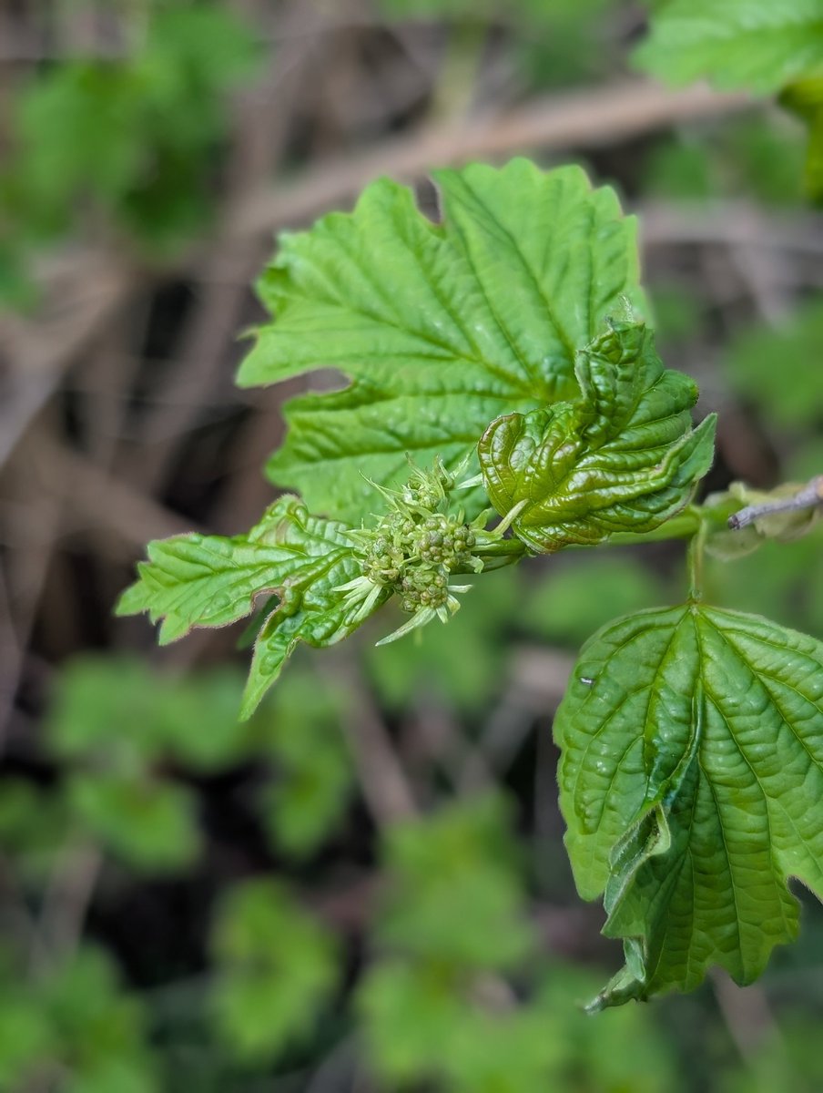 Lewes Urban Arboretum, (Friends of Lewes: Trees) tweet media