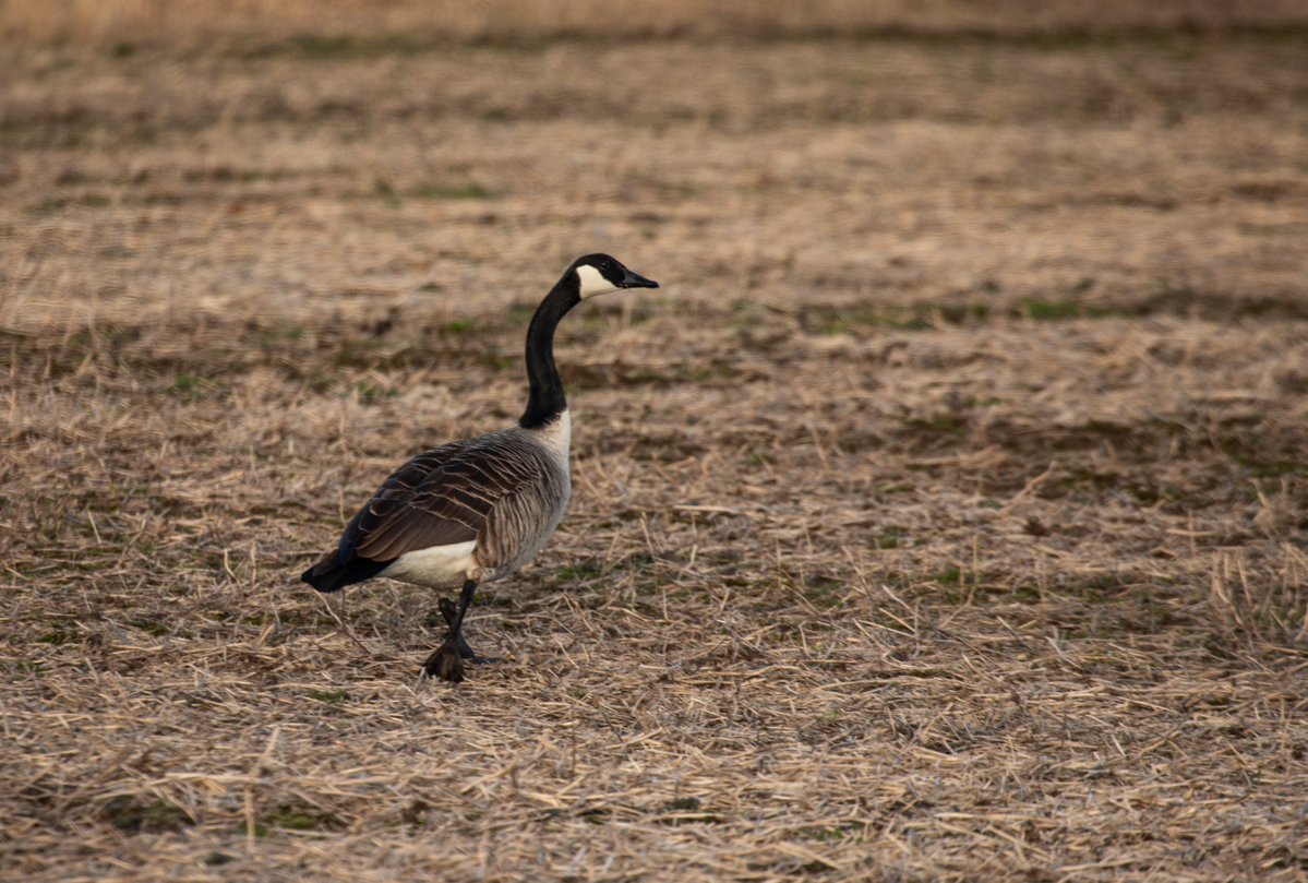 Peter Engman tweet media