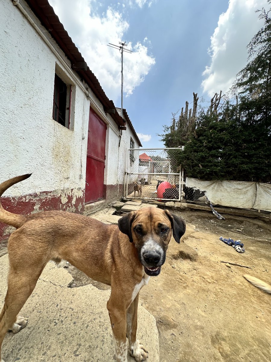 🆘 🛟 🆘 🛟 🆘 
#SOS #SOS #sos
Amig@s una vez más pedimos su ayuda y consideración, pues vamos al día y diario consumimos muchísimas croquetas… con mucha pena volvemos a pedir ayuda, pues ahora no completamos el alimento  y nos super mega urge alimento para hoy  😔😔😔
Aquí nos