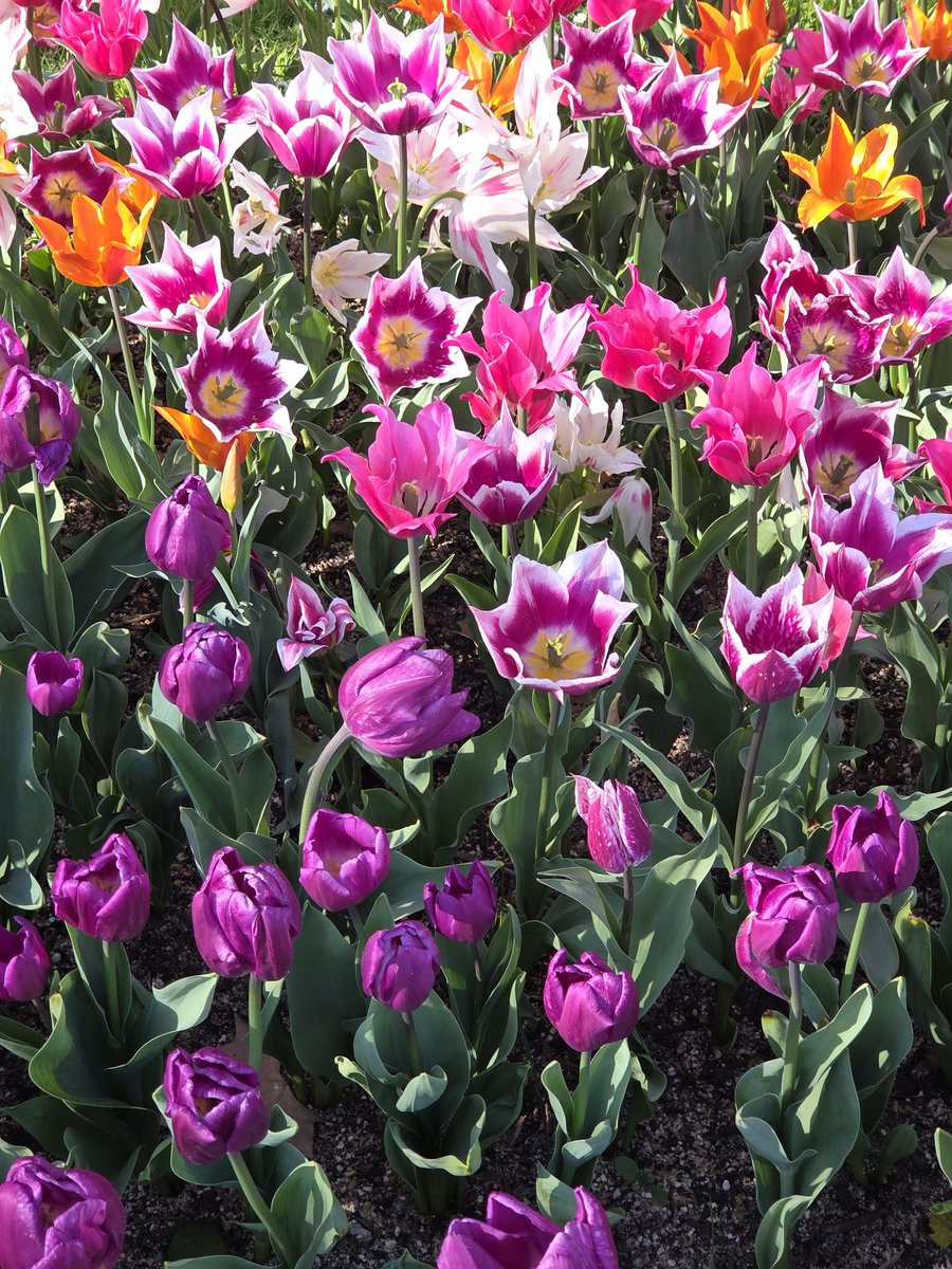 #Udaberria #Iruñea #Pamplona #Primavera