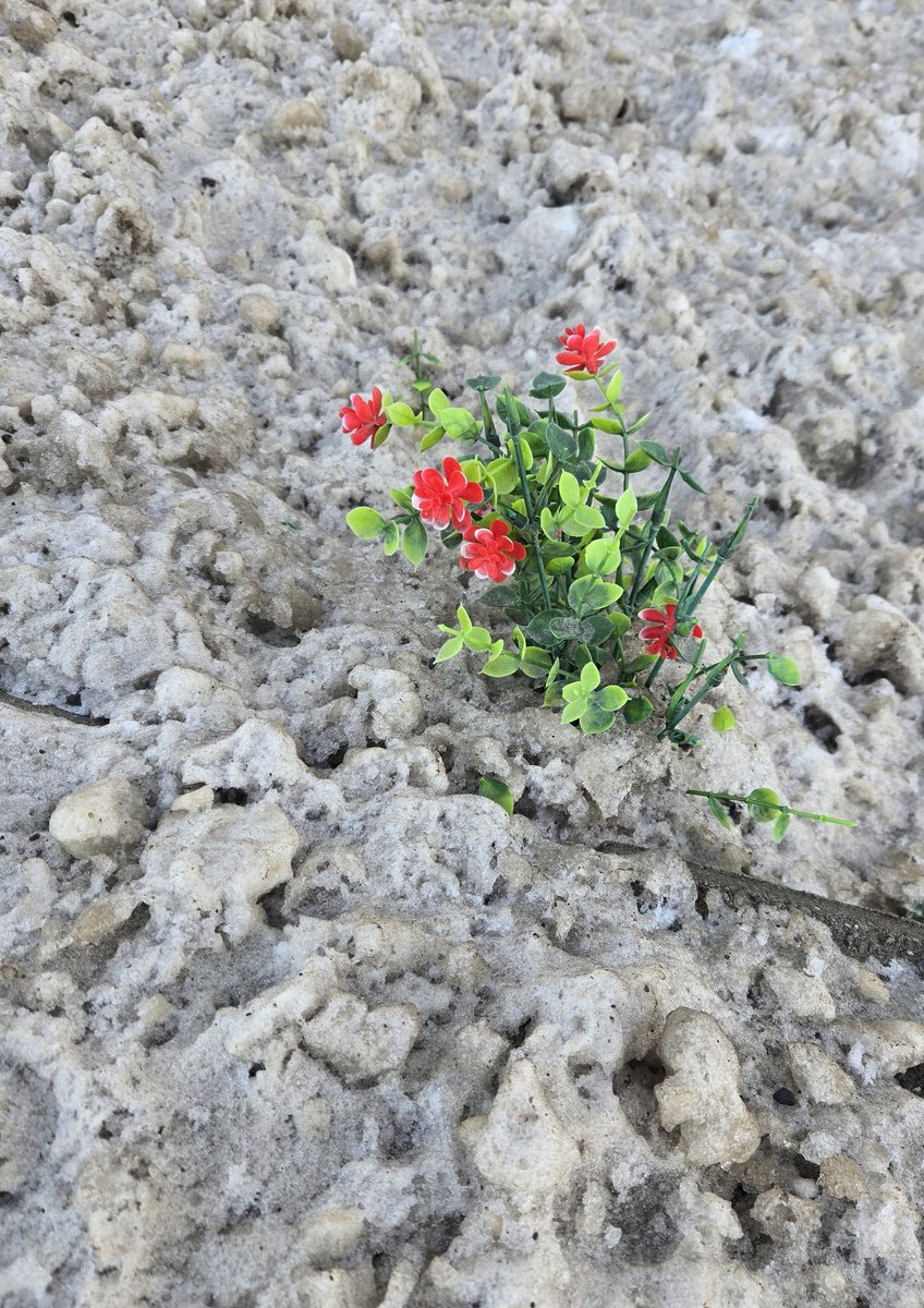 ___Majda___'s tweet photo. Caught in between seasons...🌺❄️
#photography #wild #earlyspring
#NatureWalk 
#March https://t.co/sOF97AWbUD