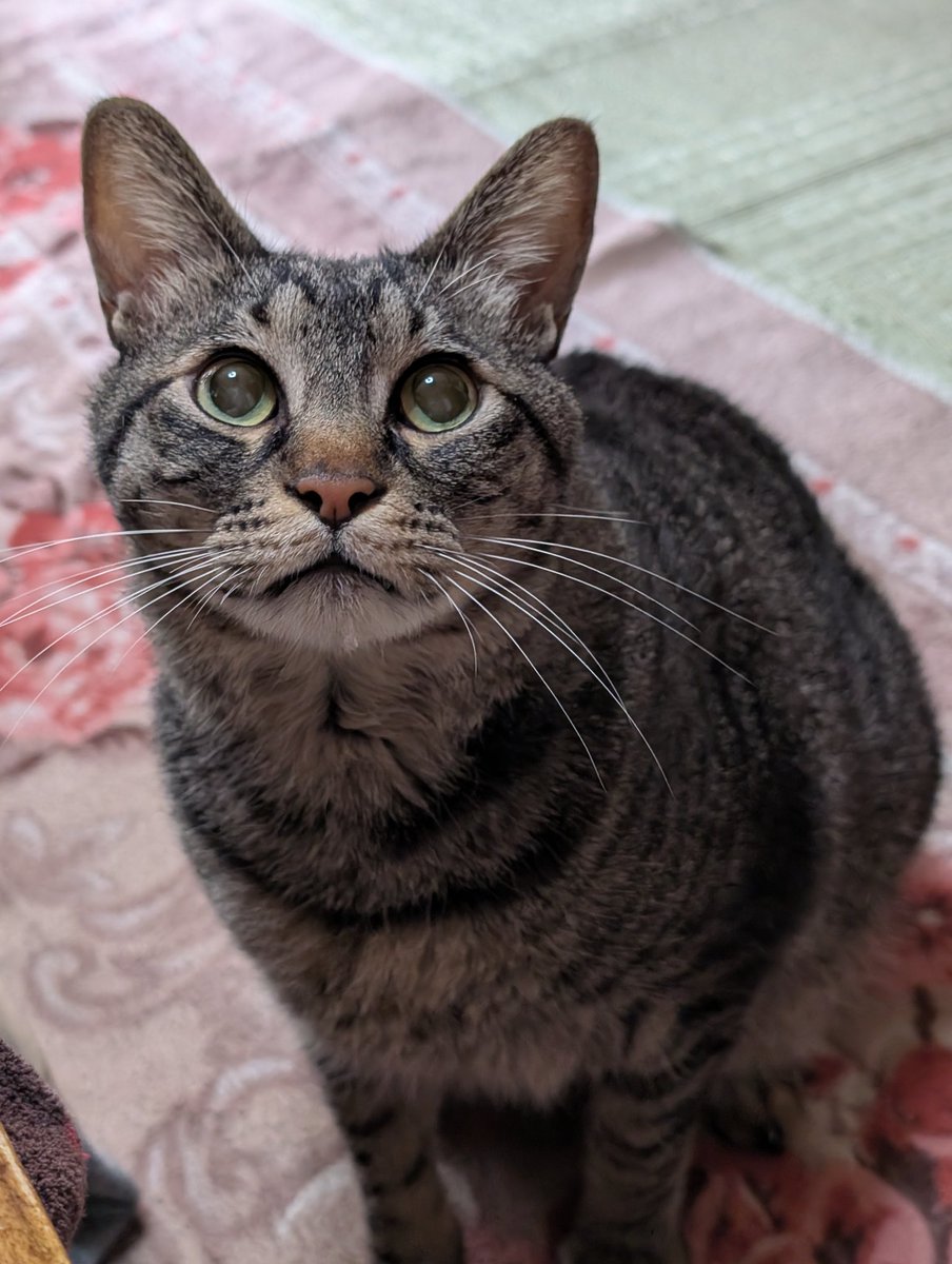 あきよし tweet media