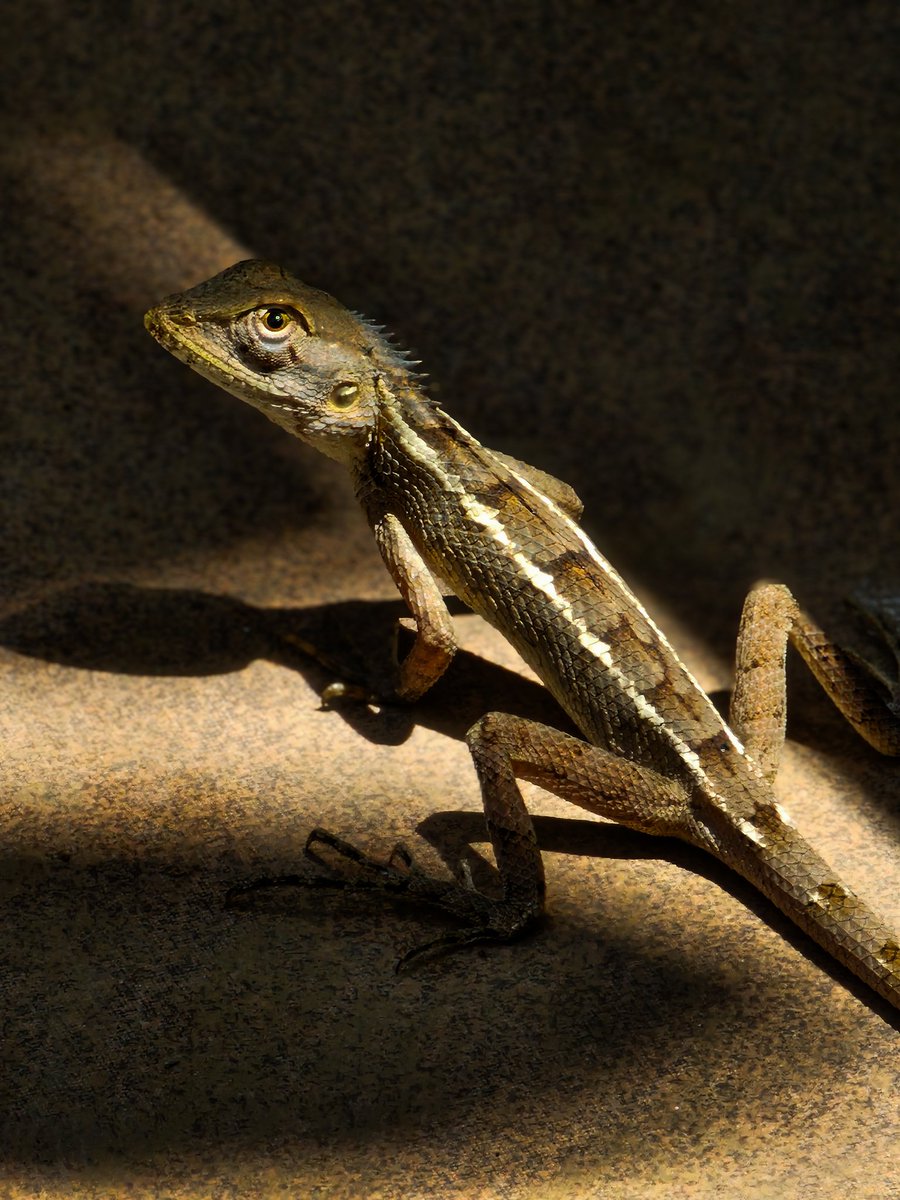 Entroprox's tweet photo. Another similar one I edited with some contrast and blur.

25x , 10x respectively. Both are edited here https://t.co/QqO2vHJIkc