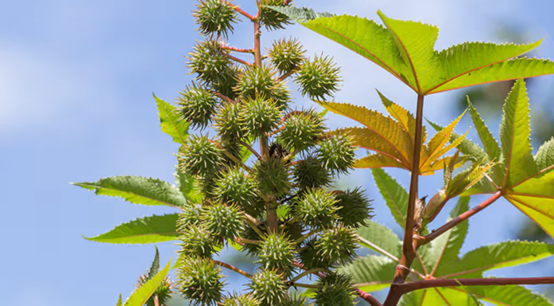 dananwhiddon's tweet image. For Feminine Itching - try castor oil. Link in comments on a product I trust. #itching #feminine