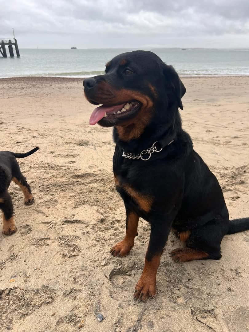 Carol Bullock tweet media