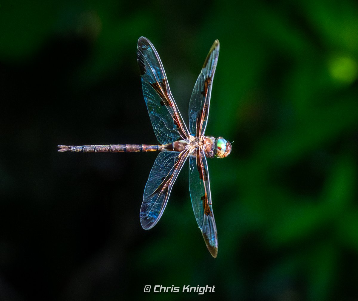 Chris Knight tweet media