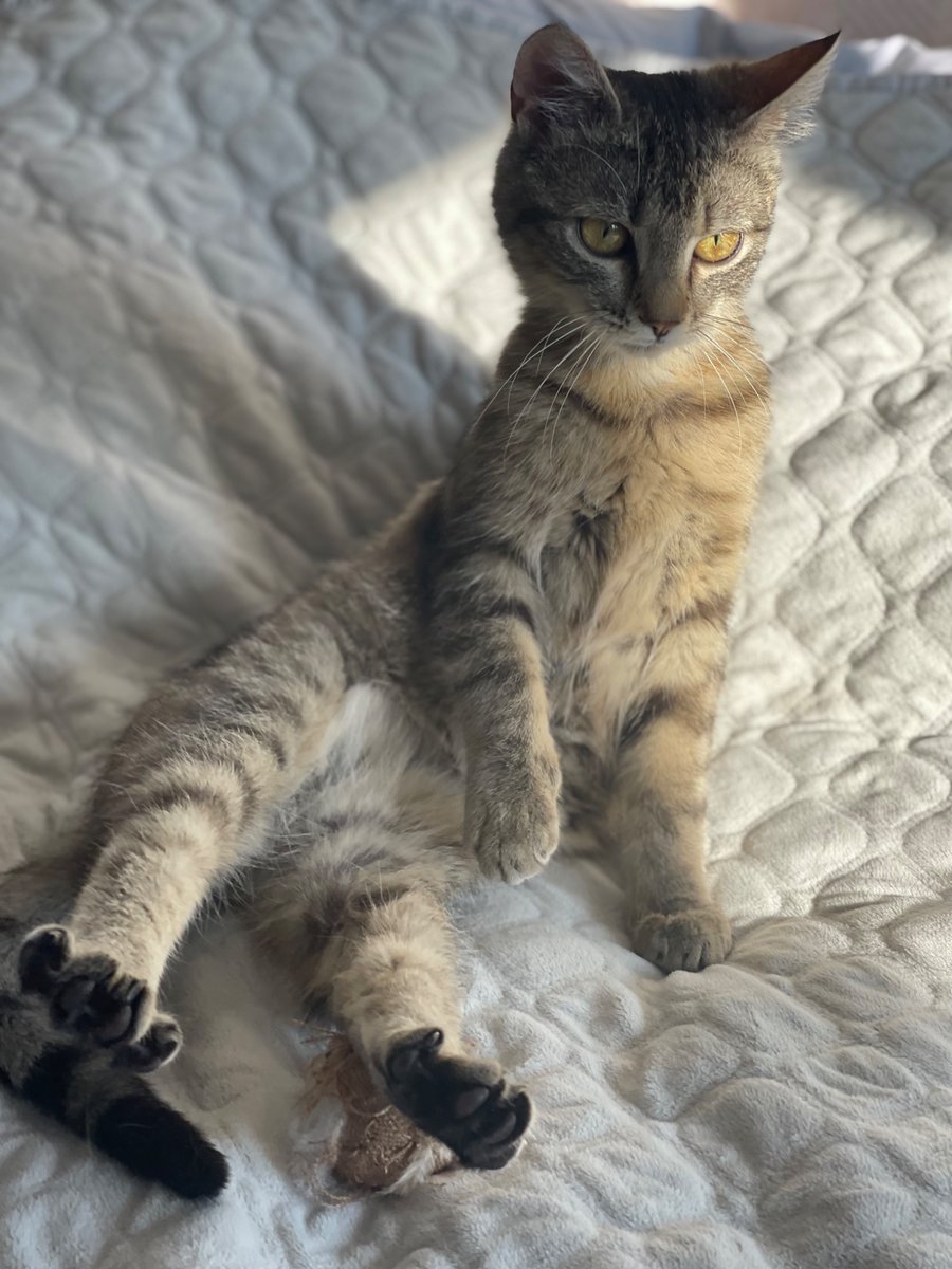 лівінгстон tweet media