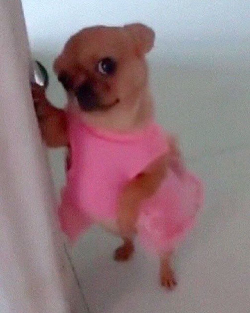 سـَـاره tweet media