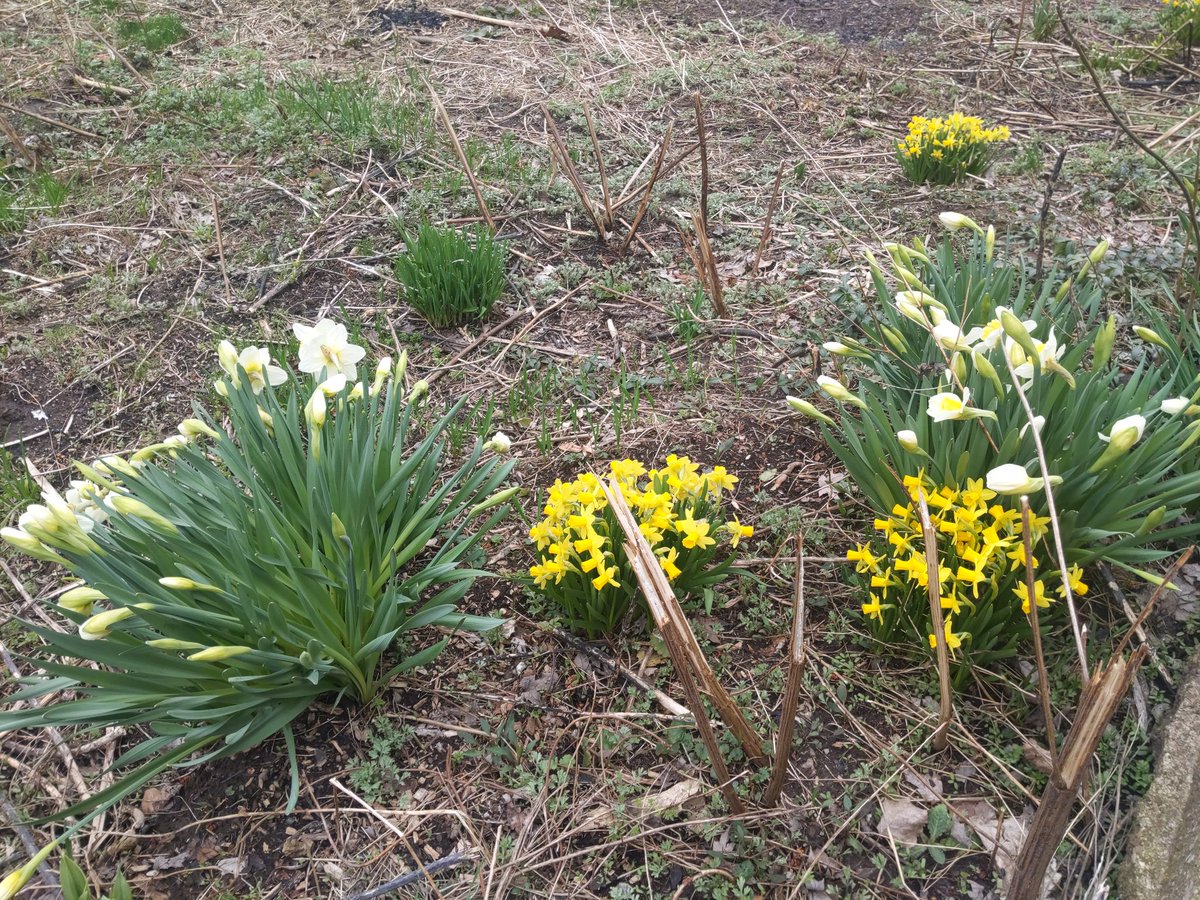 Wellness_Hero's tweet photo. Flowers blooming, such delightful colors. Thank you #Gaia #LivingEarthMother #Flx #WellnessHero https://t.co/HdVRTe1RIf