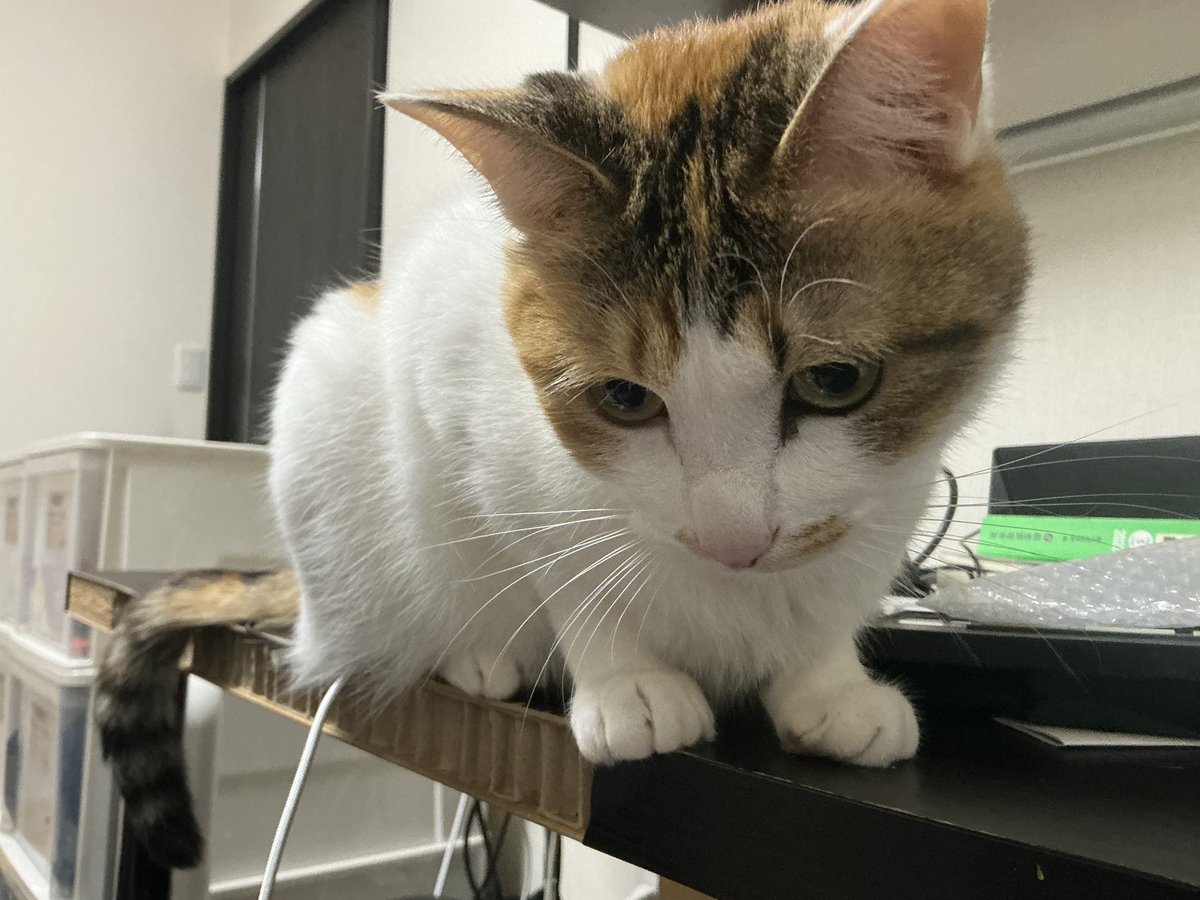 セルゥゥゥゥァァァァァ tweet media