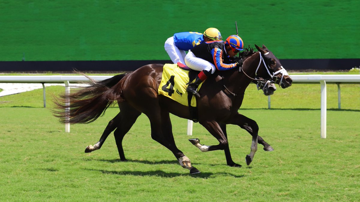 GulfstreamPark's tweet photo. One Sweet Girl storms in the final stretch to win race 2, ridden by Miguel Vásquez, saddled by Carlos David, owned by @SlamDunkRacing, and bred by Nick Cosato. #GulfstreamPark #RoyalPalmMeet https://t.co/z3DE8qcHv3