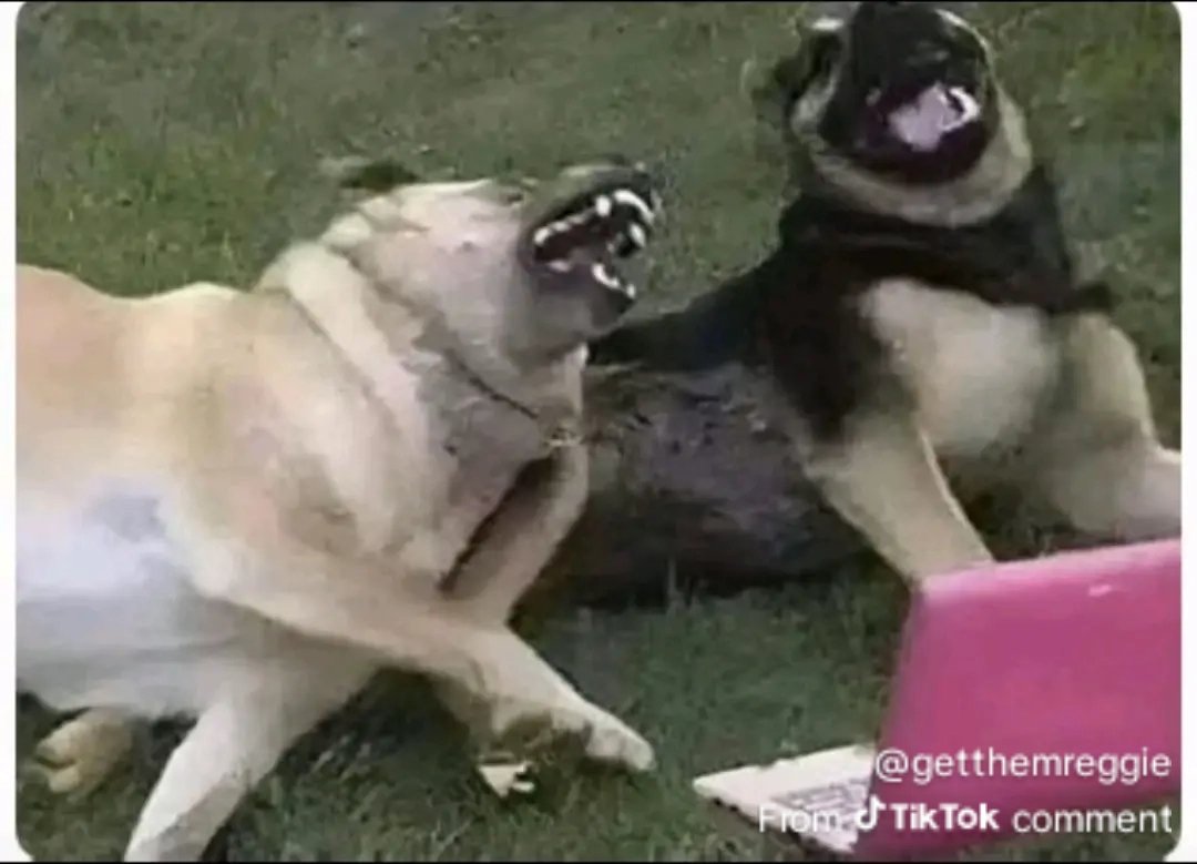 Maestro the great tweet media